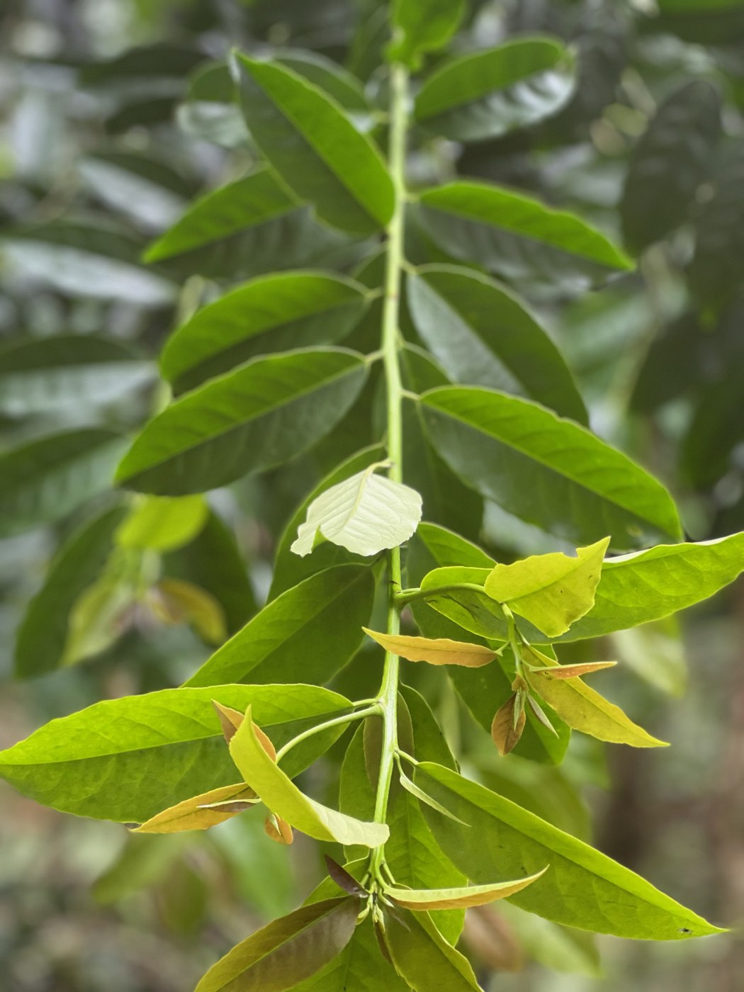 Close-up of fresh green guayusa leaves on a small farm in Archidona, in the Ecuadorian Amazon