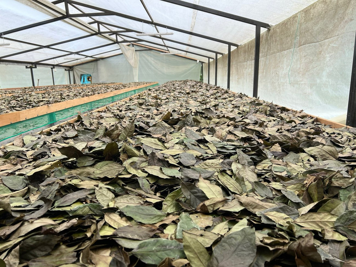 Guayusa leaves air-drying after harvest in Archidona, Ecuador