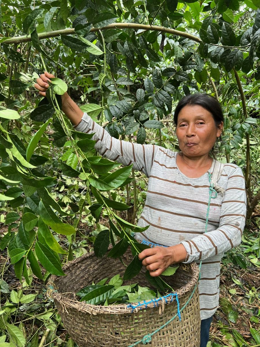 Farmer harvesting guayusa leaves into a woven basket in a chakra in Archidona, Napo, Ecuadorian Amazon