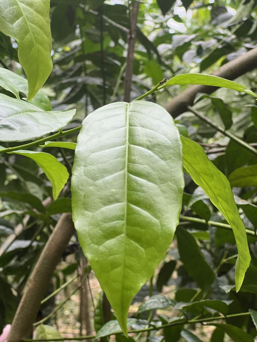 Fresh guayusa leaf on the tree in an Amazonian chakra