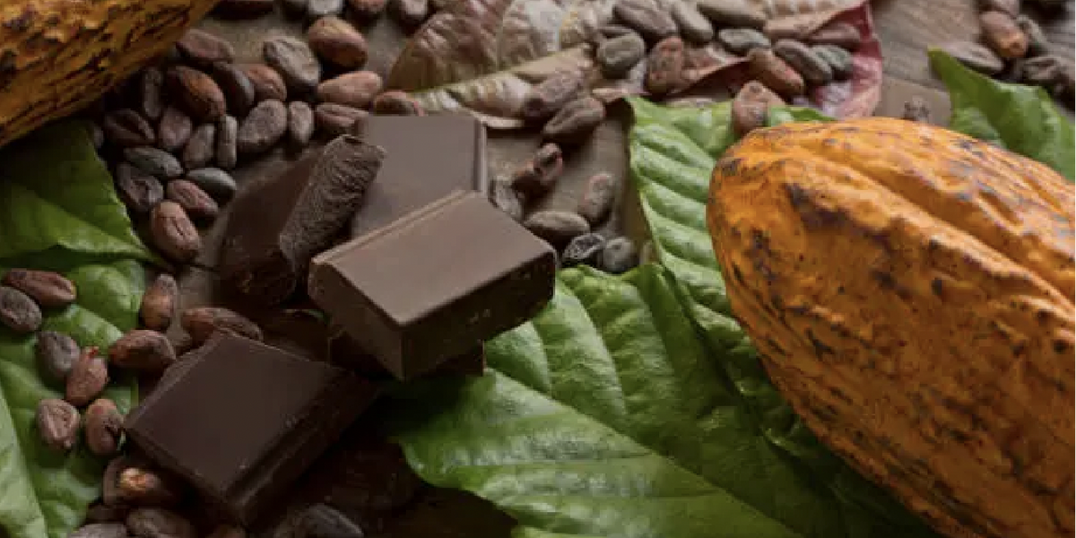 Cacao pods, beans and dark chocolate with guayusa leaves