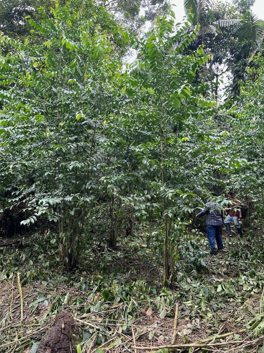 Shade-grown guayusa trees in a traditional chakra forest garden in Archidona, Napo, in the Ecuadorian Amazon