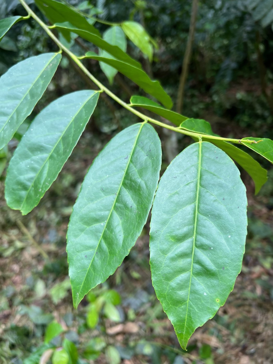Fresh green guayusa leaves on a farm in Archidona, Napo, in the Ecuadorian Amazon