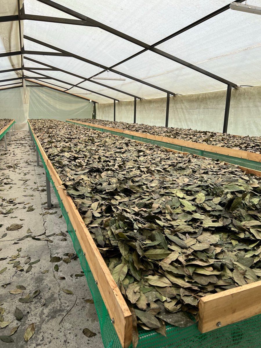 Guayusa leaves air-drying after harvest on a small farm in Archidona, Ecuadorian Amazon