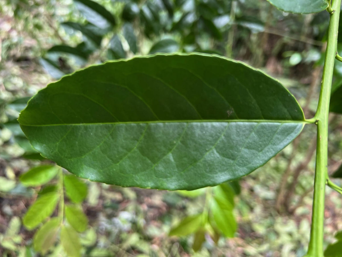 Guayusa leaves, a caffeinated holly related to yaupon and yerba mate