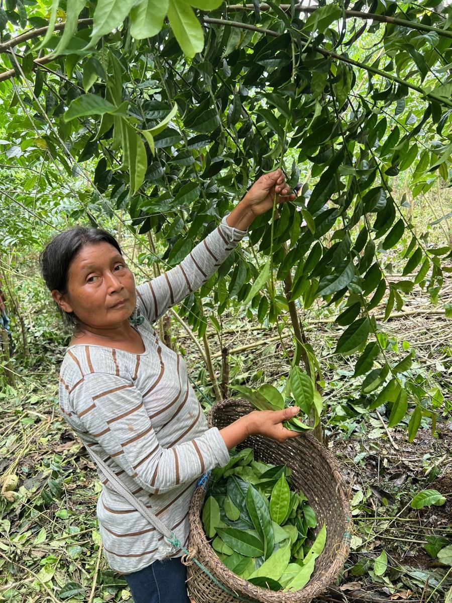 Hand-harvested guayusa leaves in a woven basket in the Ecuadorian Amazon