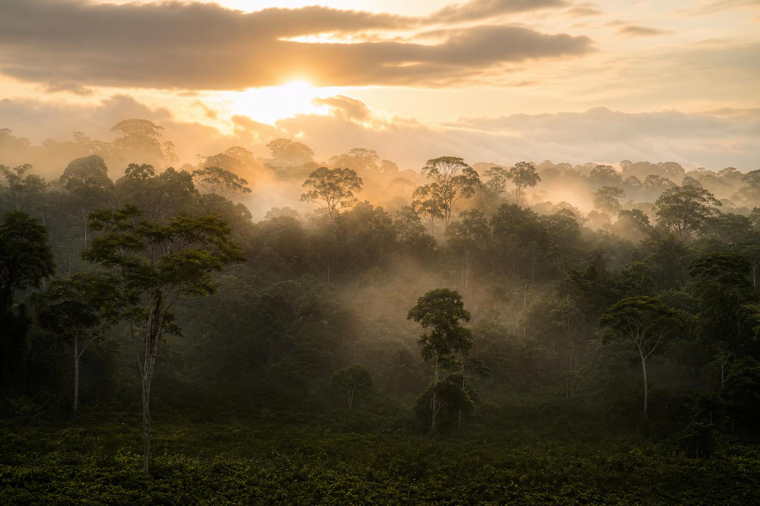 Ecuadorian Amazon rainforest canopy at sunrise